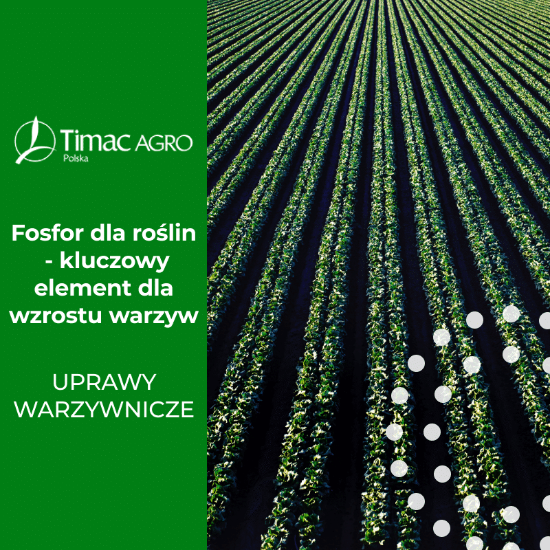 Fosfor dla roślin jako kluczowy makroelement