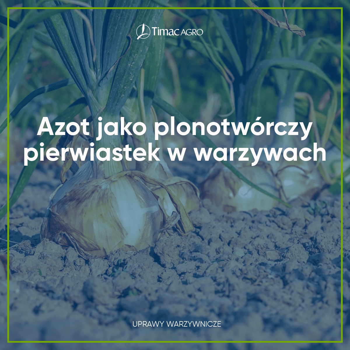 Azot jako plonotwórczy pierwiastek w warzywach