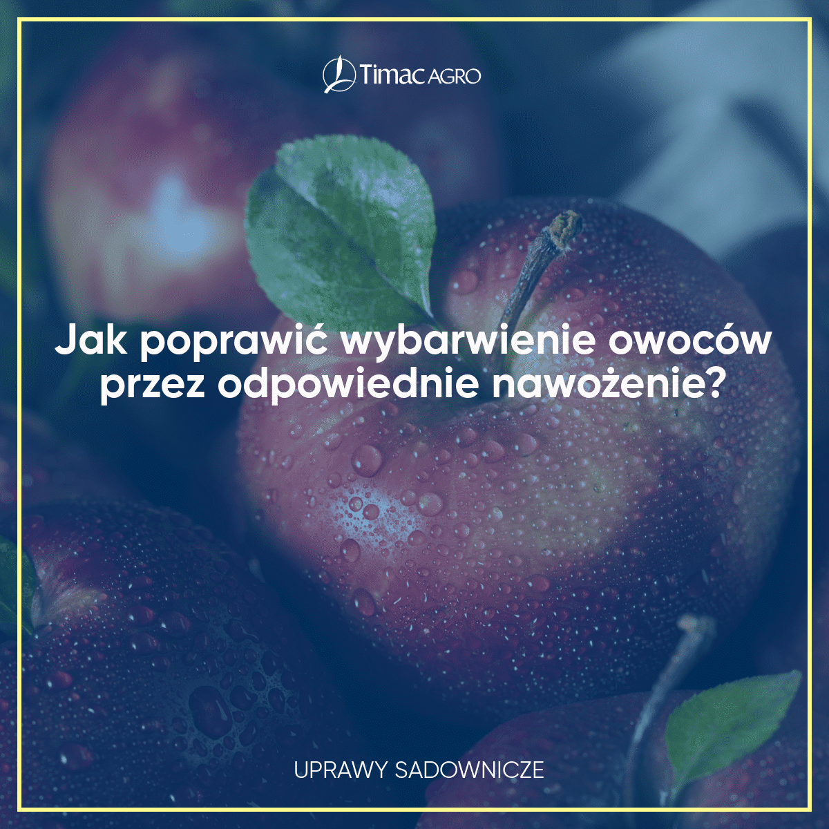 Jak poprawić wybarwienie owoców przez odpowiednie nawożenie