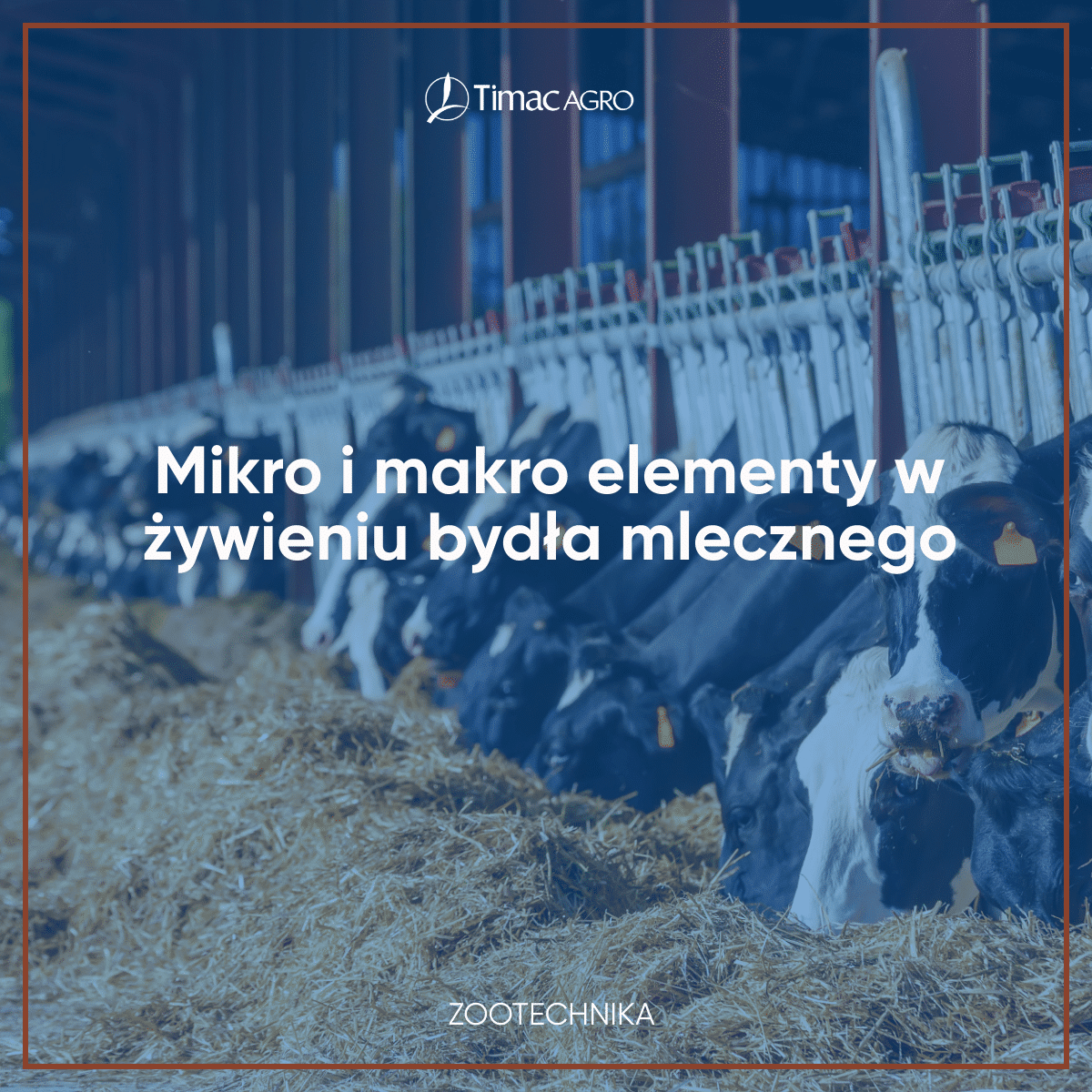 Żywienie bydła mlecznego makro i mikroelementami