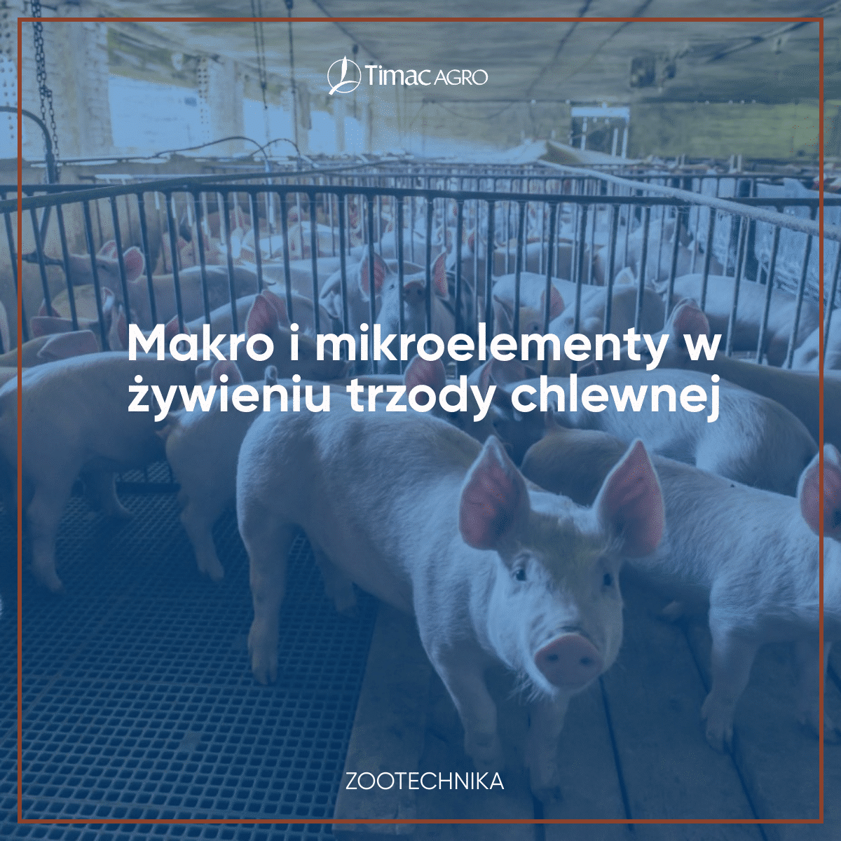 Mikro i makroelementy - żywienie bydła mlecznego