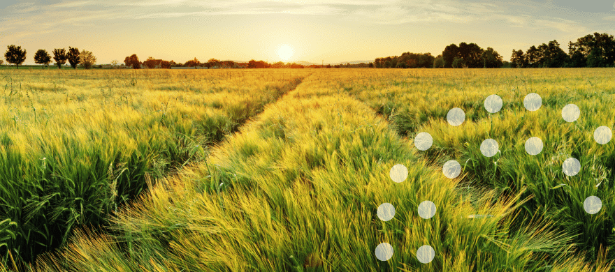 Panorama Pól Timac Agro