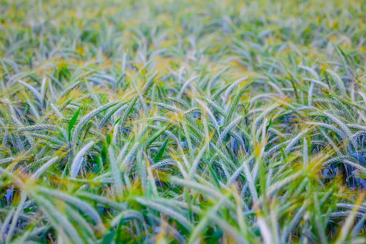 field of ripe triticale ears