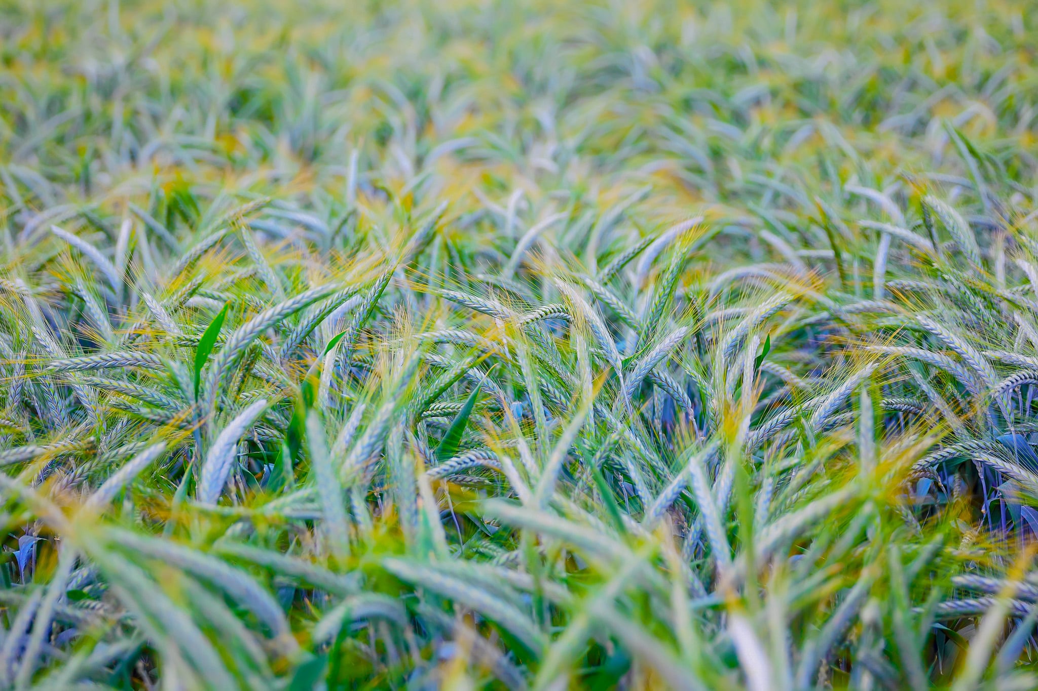 field of ripe triticale ears