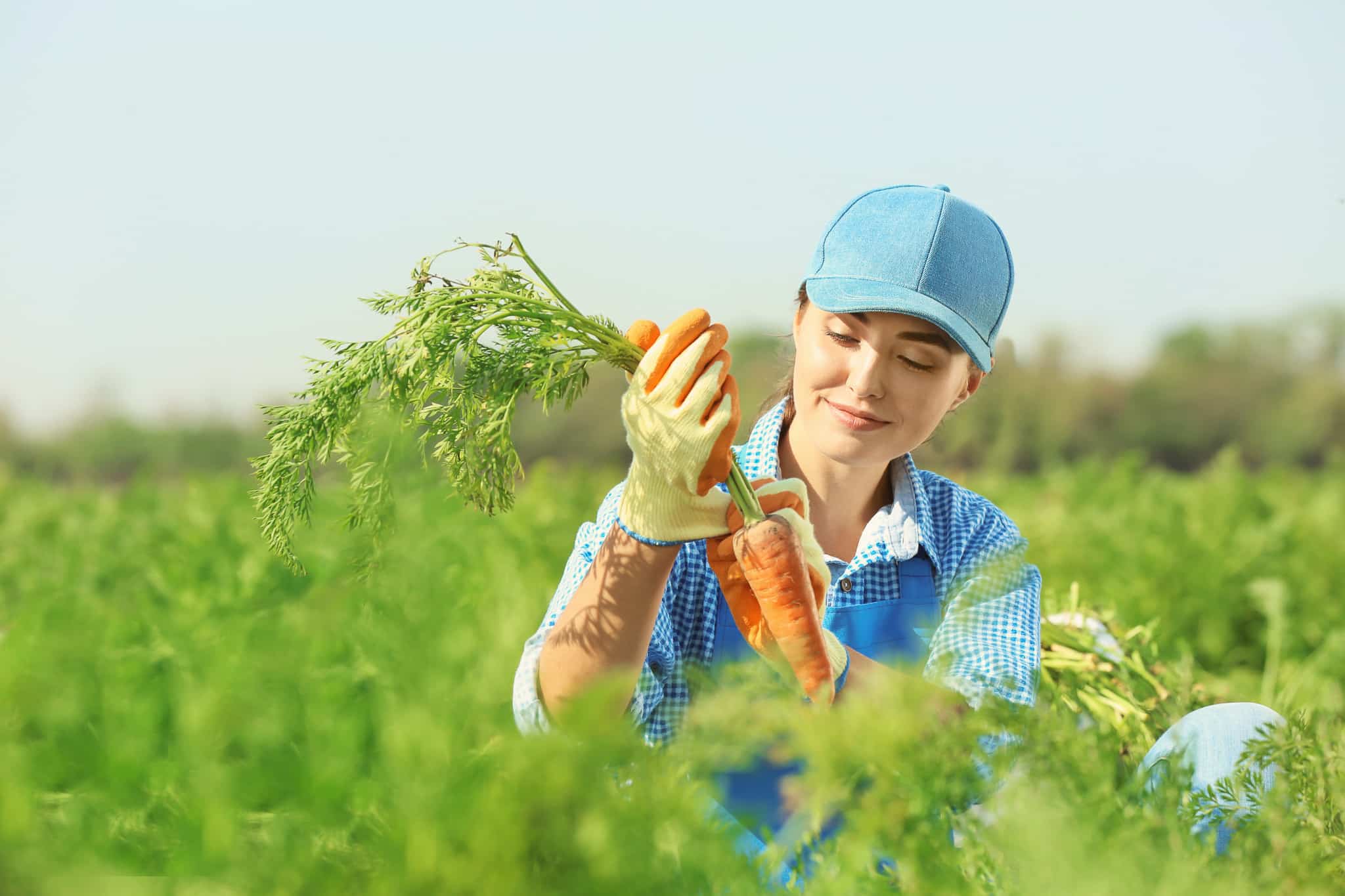 Female,Farmer,Working,In,Carrot,Field