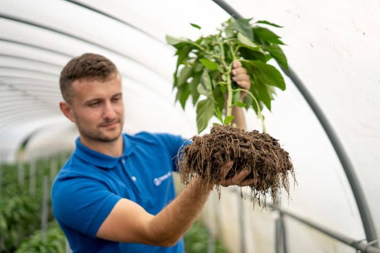 timacagro atc bellpepper pepper rootsystem 2