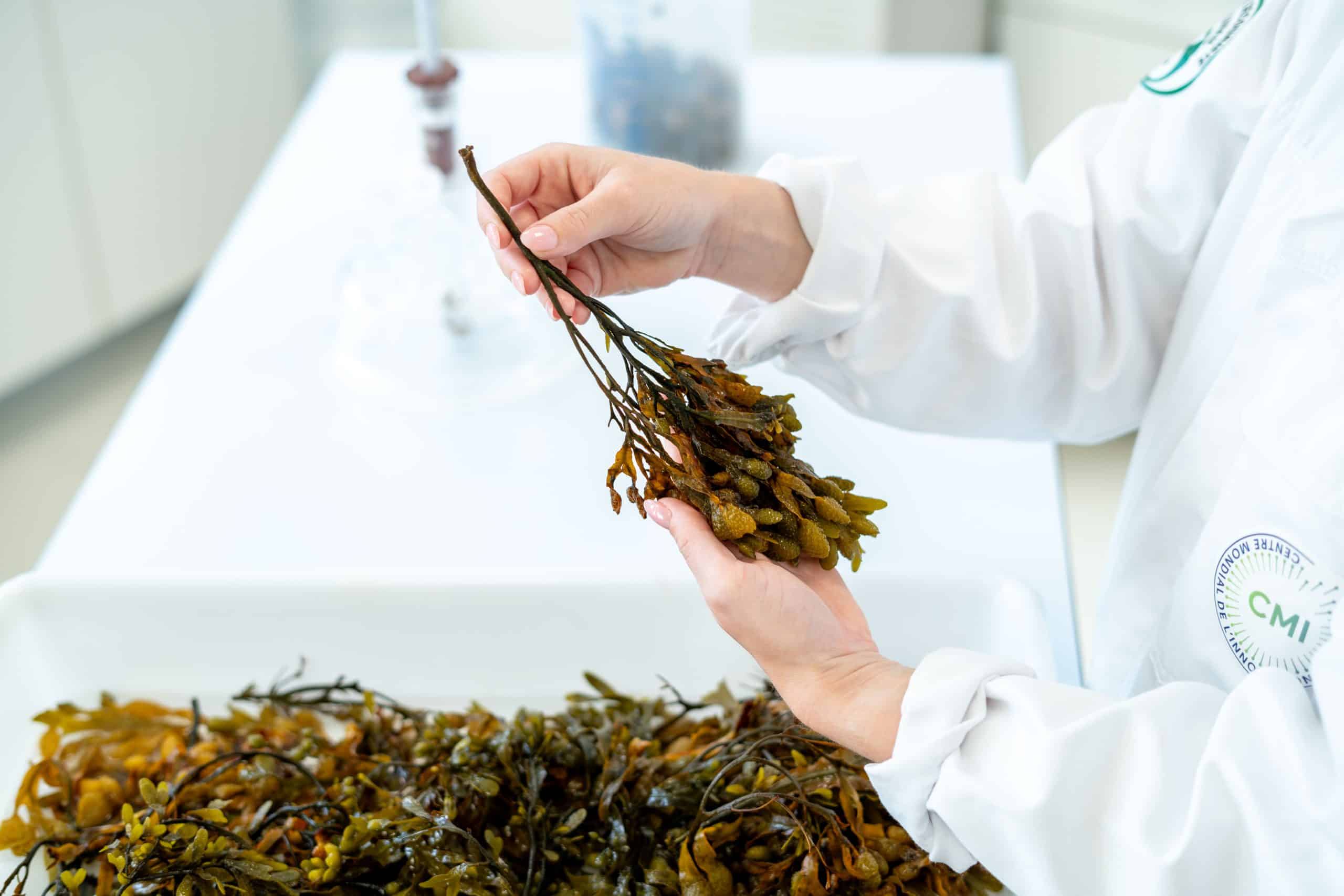 fibn lab seaweed