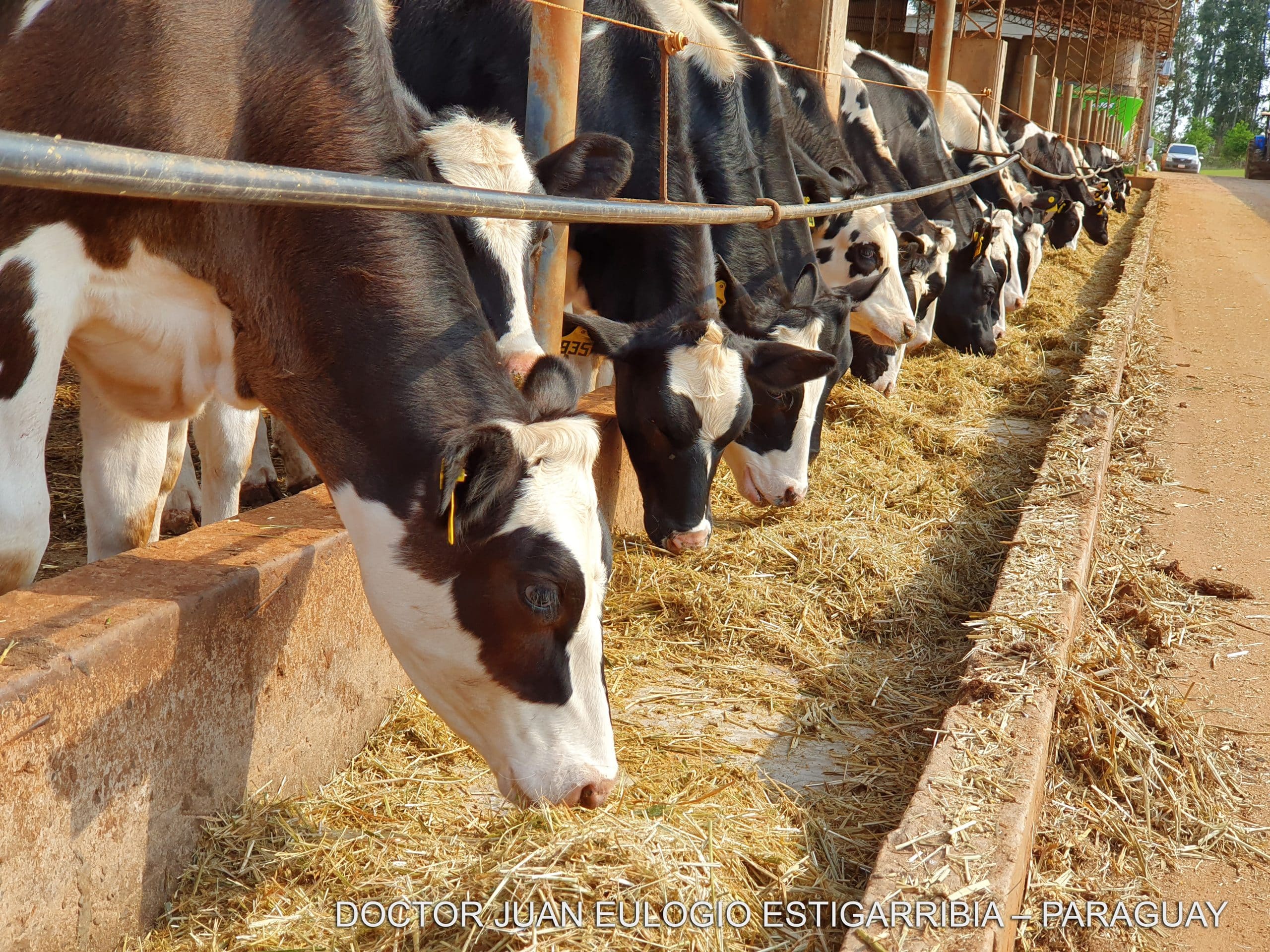 cow farm paraguay