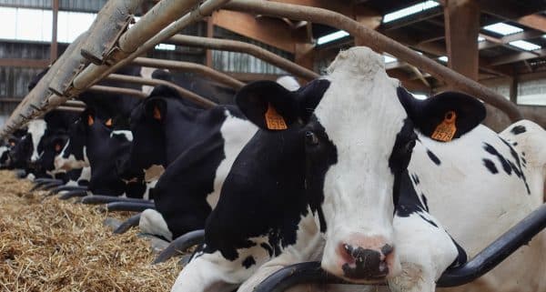 cow france henambihen2