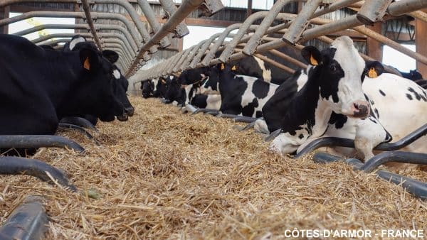cowinfarm france henambihen16